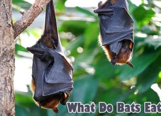 What do bats eat?