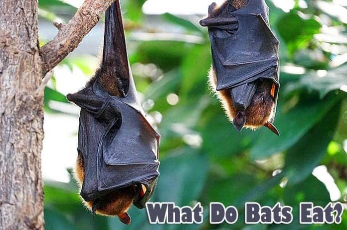 What do bats eat?