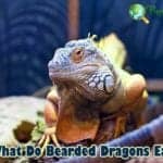 What Do Bearded Dragons Eat?