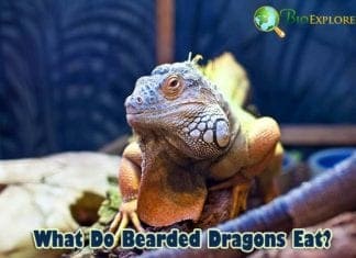 What Do Bearded Dragons Eat?