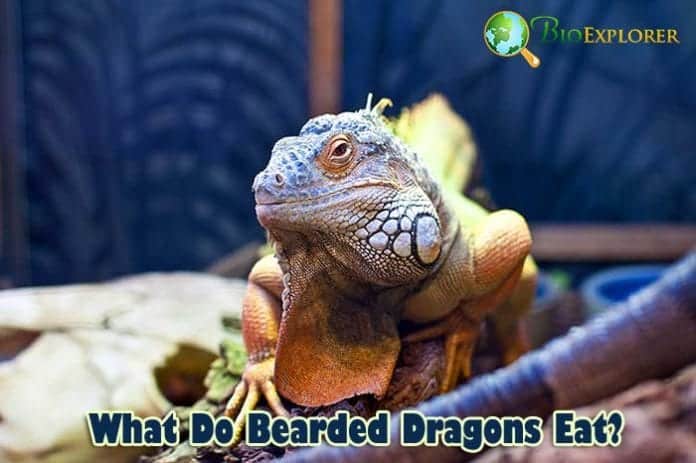 What Do Bearded Dragons Eat?