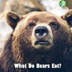 What Do Bears Eat?