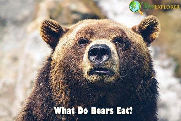 What Do Bears Eat?