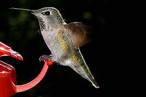 what do bee hummingbirds eat?