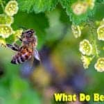 What Do Bees Eat?