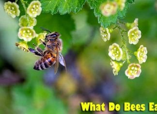 What Do Bees Eat?