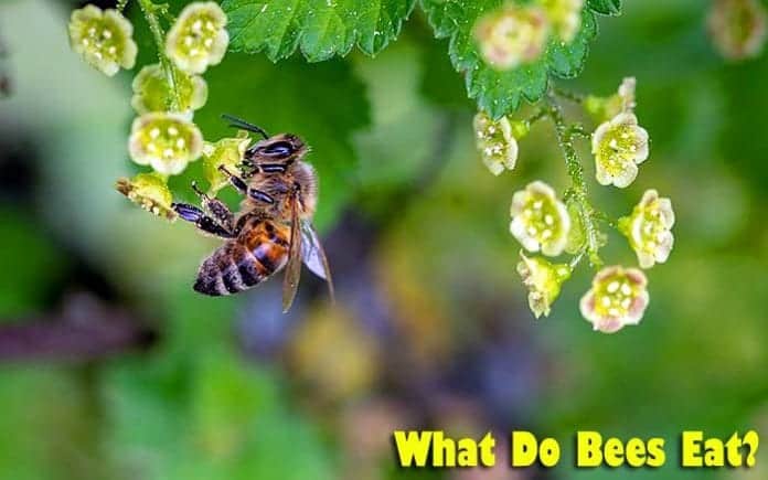 What Do Bees Eat?