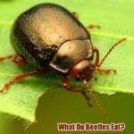 What Do Beetles Eat?