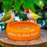 What Do Birds Eat?