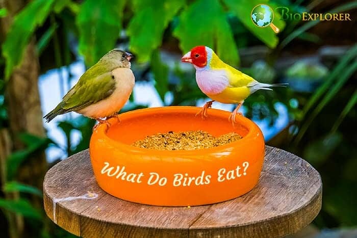 What Do Birds Eat?