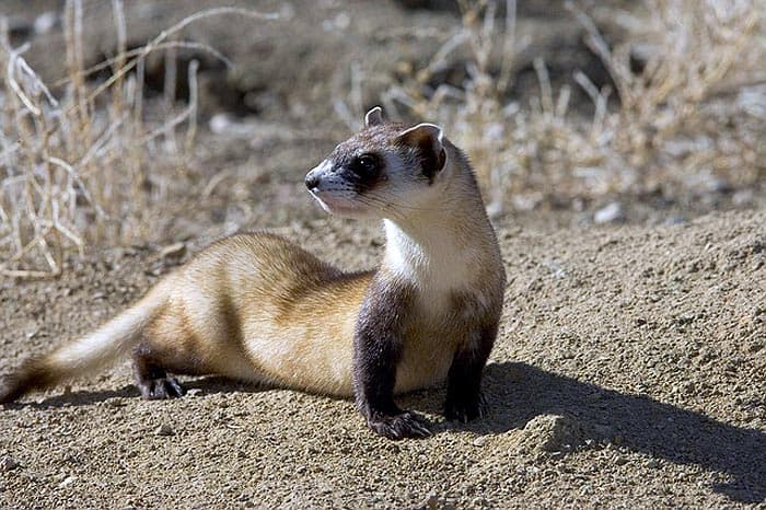 What Do Black-Footed Ferrets Eat?