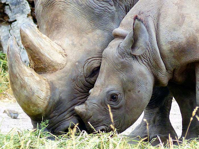 What do black rhinos eat?