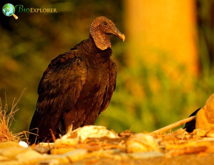 What Do Black Vultures Eat?