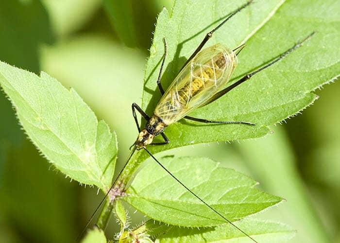 What Do Blackthorn Tree Crickets Eat?