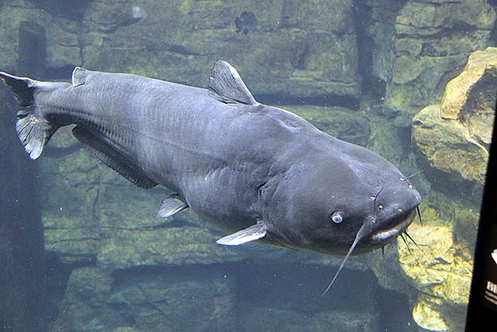 What do Blue Catfish Eat?