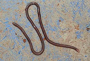 what do brahminy blind snakes eat?