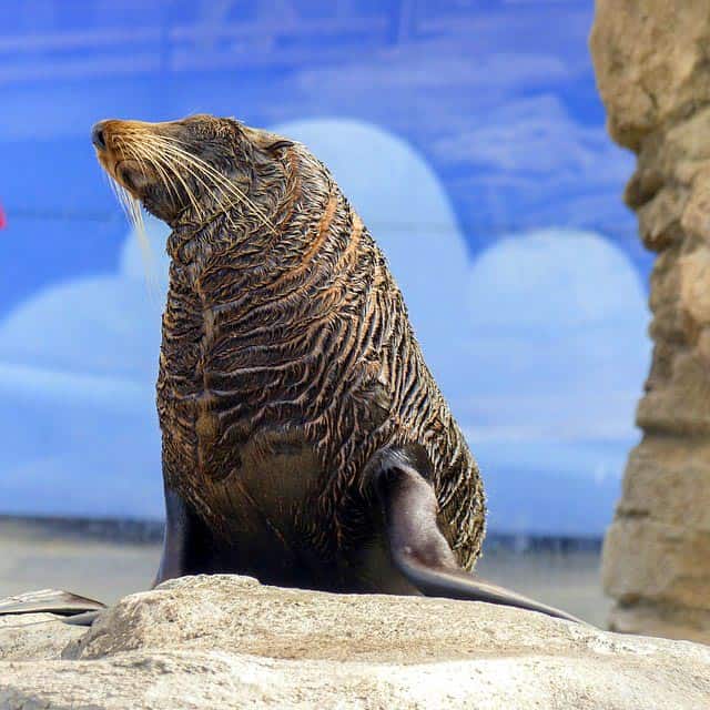 What do Brown Fur Seals eat?