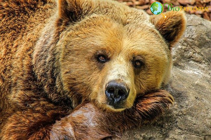 What Do Brown Grizzly Bears Eat?