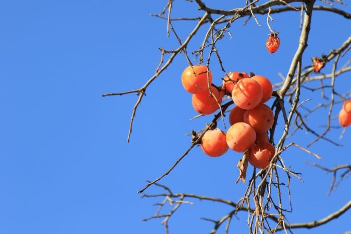 what do brown red-eared guenons? (Persimmons)