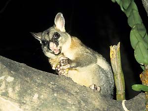 What Do Brushtail Possums Eat?