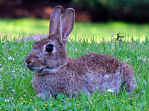 what do bunyoro rabbits eat?