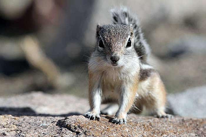 What do California ground squirrels eat?