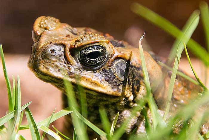 What do Cane toads eat?