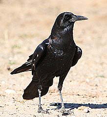 What Do Cape Crows Eat?