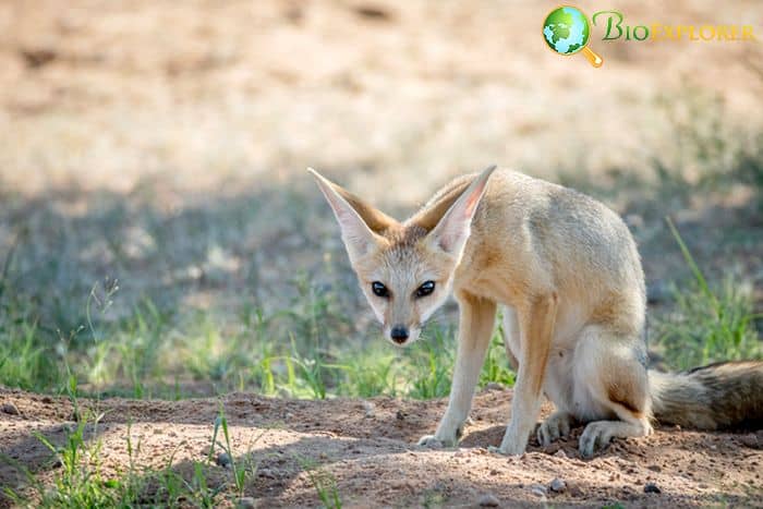 What Do Cape Foxes Eat?