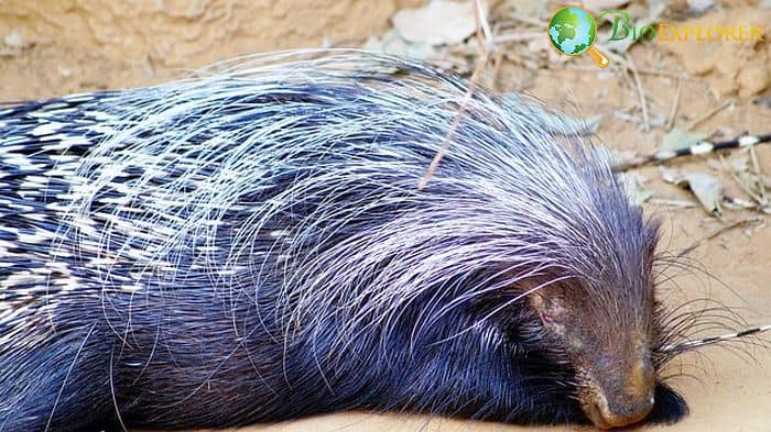 What Do Cape Porcupines Eat?