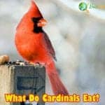 What Do Cardinals Eat?