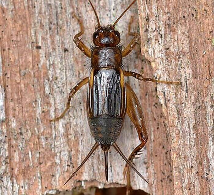 What Do Carolina Ground Crickets Eat?