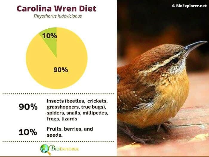 What Do Carolina Wrens Eat?