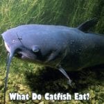 What Do Catfish Eat?