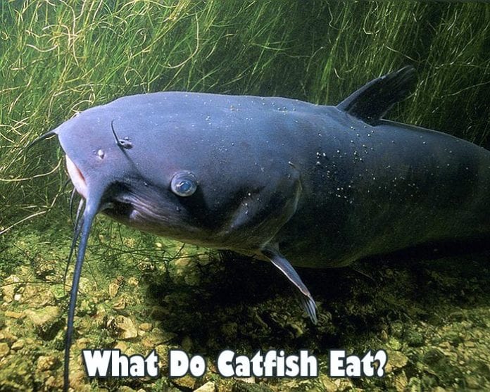 What Do Catfish Eat?