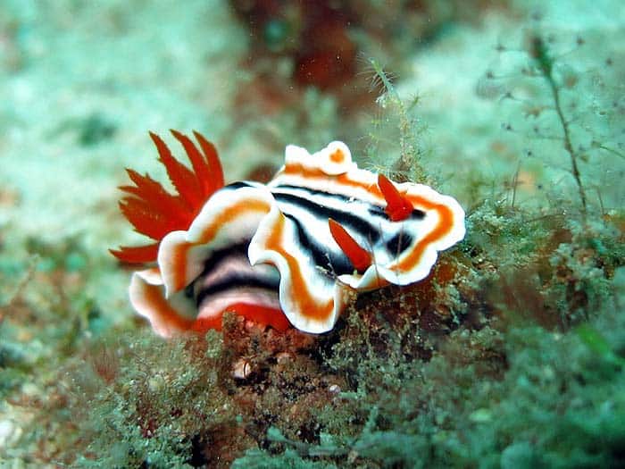 What do Celtic sea slugs eat?