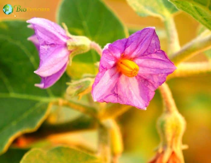 What Do Chacma Baboons Eat? (Solanum incanum)