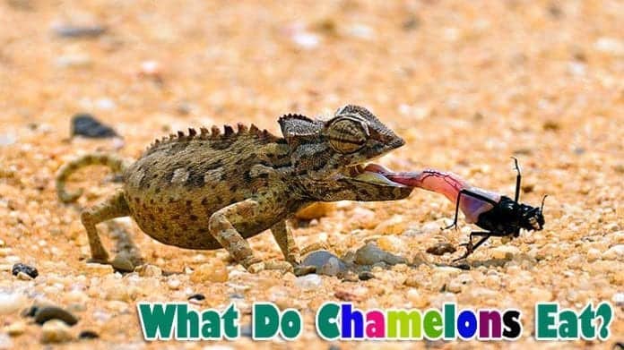 What Do Chameleons Eat?