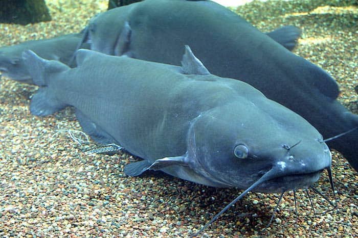 What Do Channel Catfish Eat?