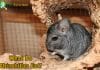 What Do Chinchillas Eat?