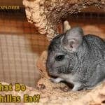 What Do Chinchillas Eat?