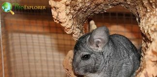 What Do Chinchillas Eat?