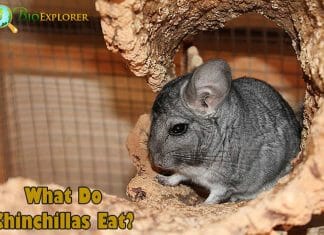 What Do Chinchillas Eat?