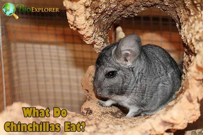 What Do Chinchillas Eat?