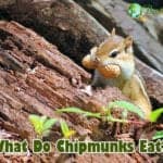 What Do Chipmunks Eat?