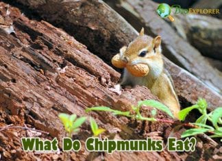 What Do Chipmunks Eat?