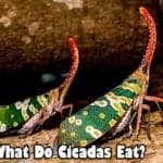 What Do Cicadas Eat?