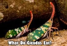 What Do Cicadas Eat?