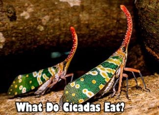 What Do Cicadas Eat?