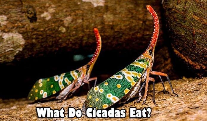 What Do Cicadas Eat?